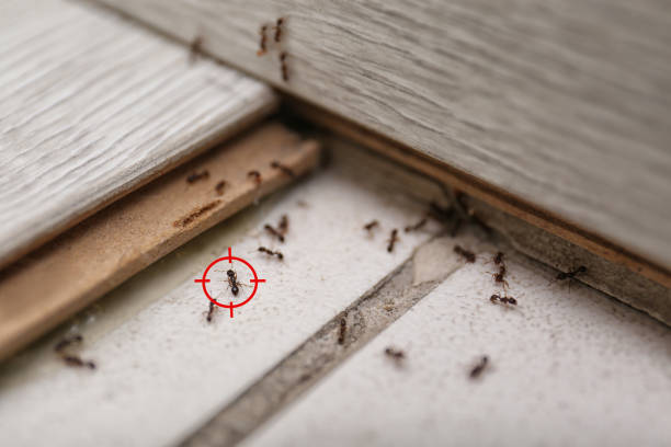 Best Pest Prevention Services  in Kingston Estates, NJ